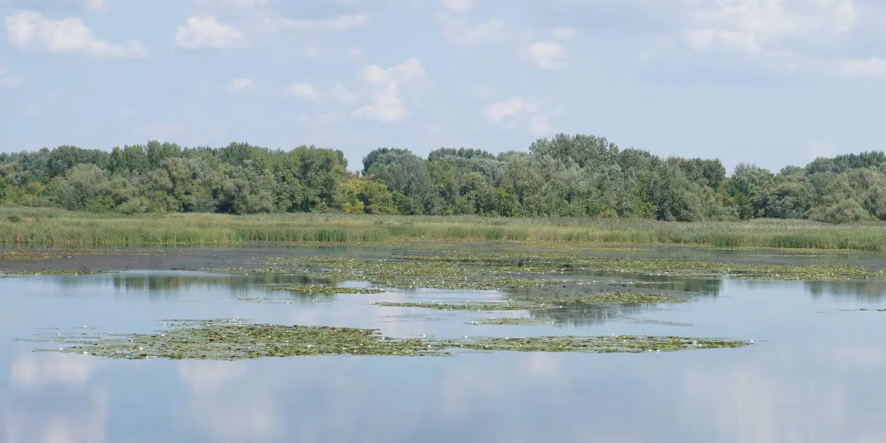 Fehér tündérrózsa, Tisza-tó Göbe